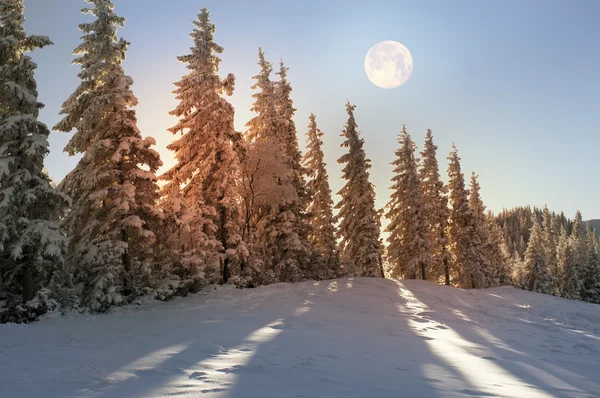 Cárpatos bosque nevado — Foto de Stock