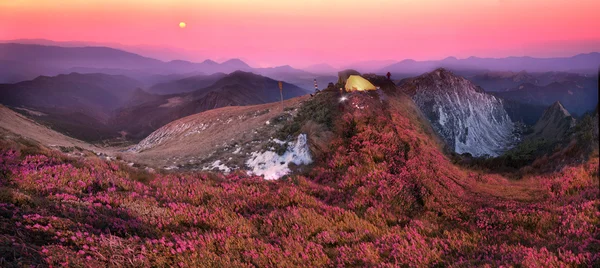 Rododendrony, krásné alpské květiny — Stock fotografie