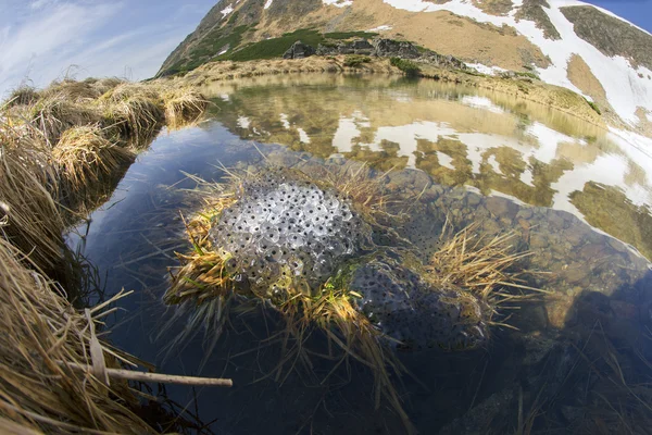 Sapos rãs se reproduzem em água fria — Fotografia de Stock