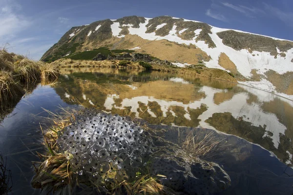 Sapos rãs se reproduzem em água fria — Fotografia de Stock