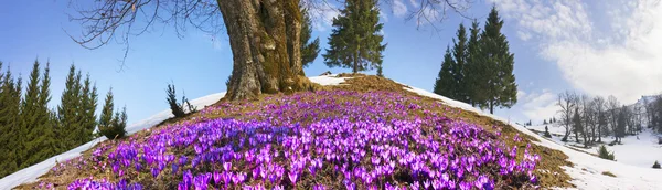 Flores da primavera crocos em Cárpatos — Fotografia de Stock