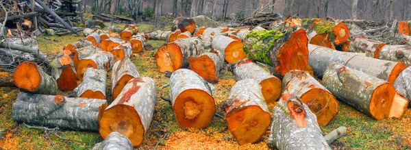 Troncos de aliso recién aserrados — Foto de Stock