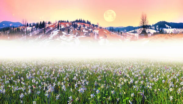 Jarní květy narcisů — Stock fotografie