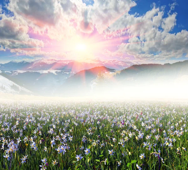 Spring flowers daffodils Stock Photo by 90482900