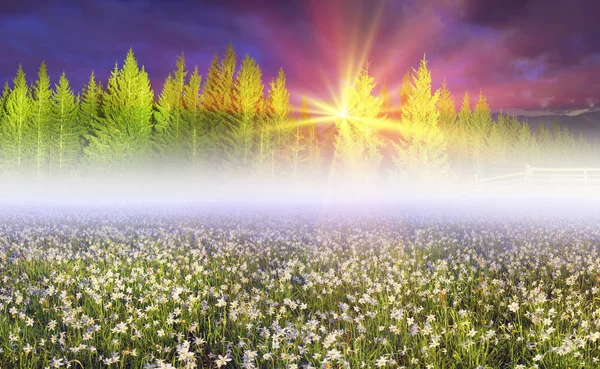 Frühlingsblumen Narzissen — Stockfoto
