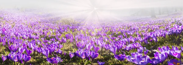 Spring flowers crocuses — Stock Photo, Image