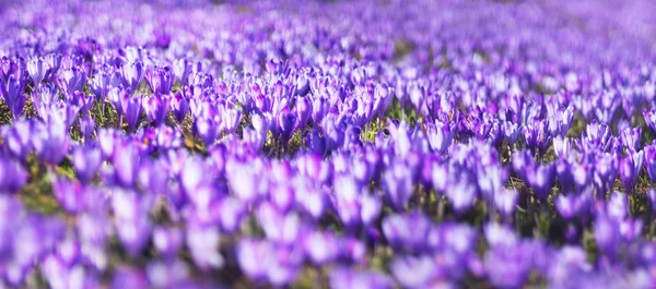 Spring flowers crocuses — Stock Photo, Image