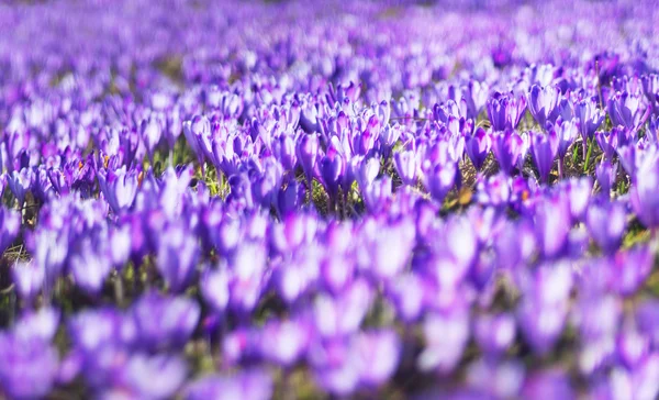 Vårblommor krokusar — Stockfoto