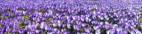 Vårblommor krokusar — Stockfoto