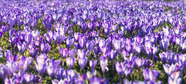 Spring flowers crocuses — Stock Photo, Image