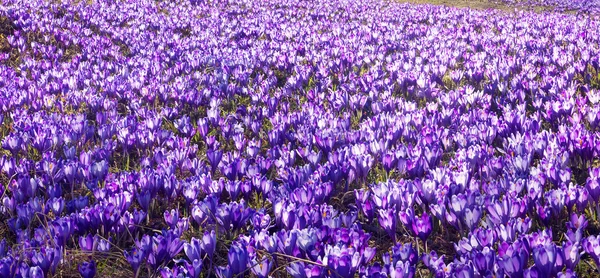 Primavera flores azafrán — Foto de Stock