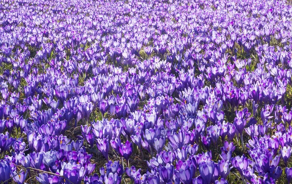 Frühlingsblumen Krokusse — Stockfoto