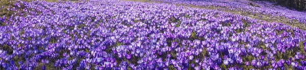 Jarní květy krokusy — Stock fotografie