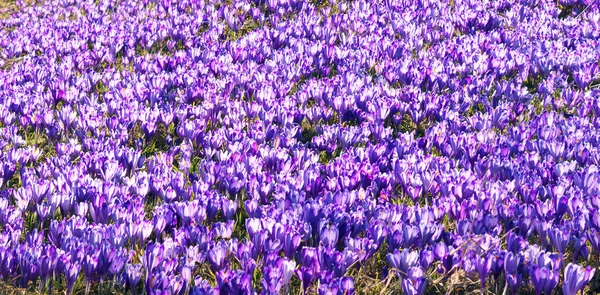 Frühlingsblumen Krokusse — Stockfoto