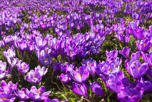 Tavaszi virágok krókuszok a Park egy — Stock Fotó