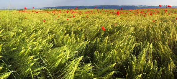 Wild flowers poppies and wheat — Stock Photo, Image