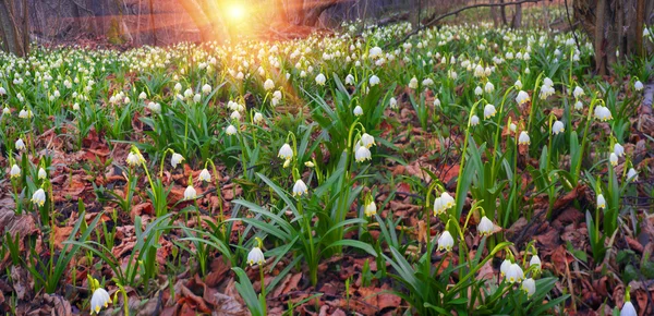 Fleurs de printemps belles gouttes de neige — Photo