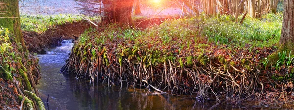 Spring flowers snowdrops near creek — Stock Photo, Image