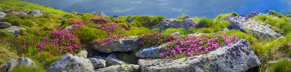 Ανοιξιάτικα λουλούδια Rhododendrons — Φωτογραφία Αρχείου