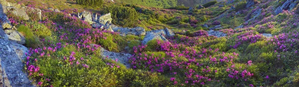 Fiori primaverili Rododendri — Foto Stock