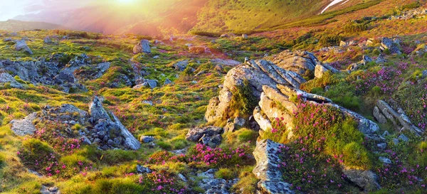 Frühlingsblumen Rhododendron — Stockfoto