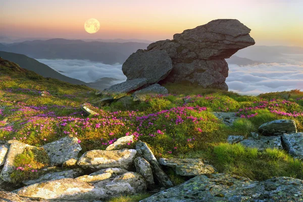 Bellissimi fiori primaverili Rododendri — Foto Stock