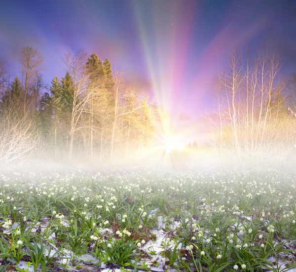 Beautiful snowdrops at night — Stock Photo, Image