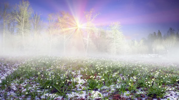 Bellissimi bucaneve di notte — Foto Stock