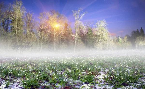 Vackra snödroppar på natten — Stockfoto