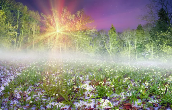 Beautiful snowdrops at night — Stock Photo, Image