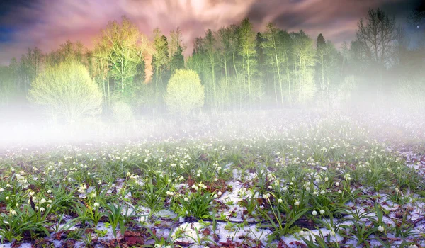 Bellissimi bucaneve di notte — Foto Stock