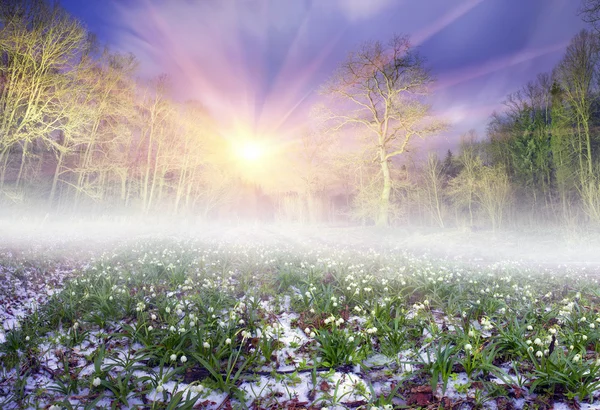 Beautiful snowdrops at night — Stock Photo, Image