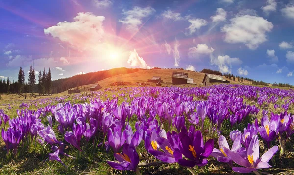 Frühlingsblumen Krokusse — Stockfoto