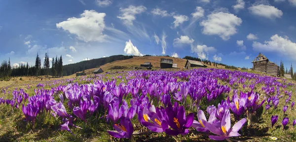 Vårblommor krokusar — Stockfoto