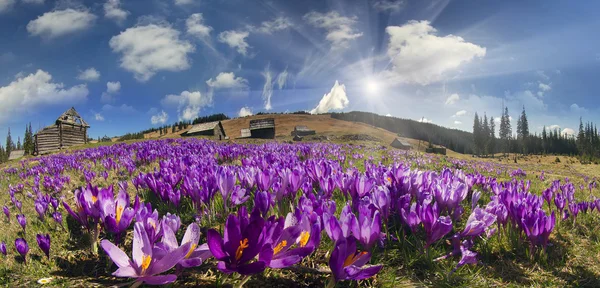 Flores da primavera crocos — Fotografia de Stock