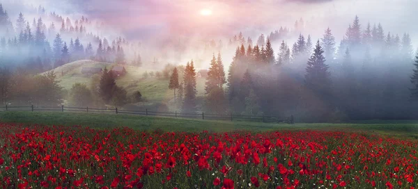 Bellissimi papaveri in montagna — Foto Stock