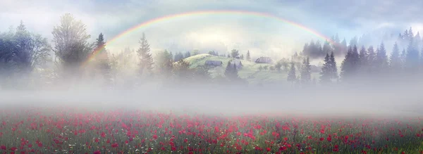 Bellissimi papaveri in montagna — Foto Stock