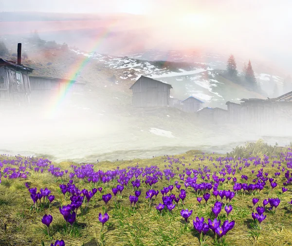 Crocuses in misty morning — Stock Photo, Image