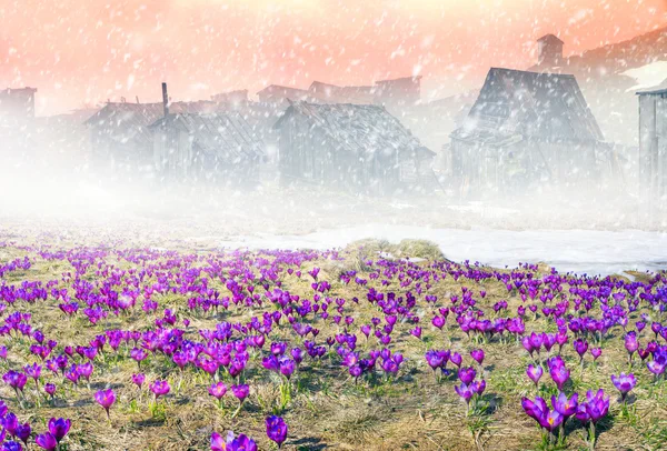 Flores da primavera crocos em nevasca — Fotografia de Stock