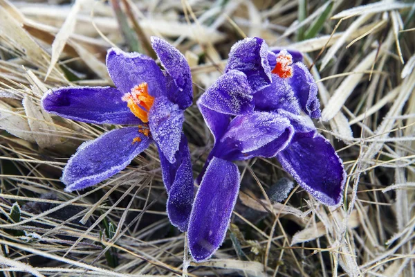 Tavaszi virágok krókuszok a Park egy — Stock Fotó