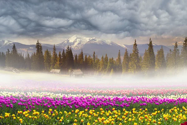 Gebied van tulpen in mistige ochtend — Stockfoto
