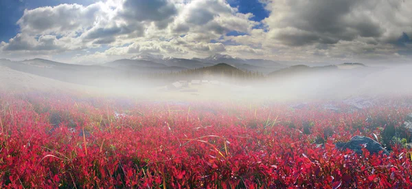 Vegetation in den Karpaten — Stockfoto