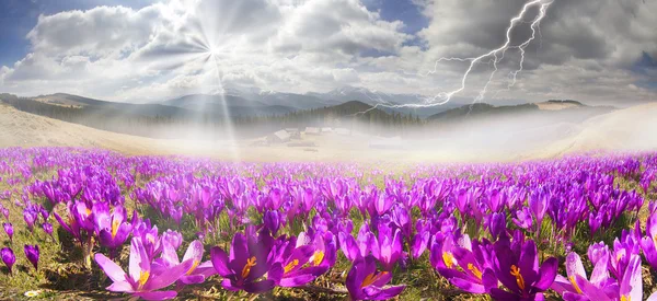 Wiosenne kwiaty krokusy — Zdjęcie stockowe