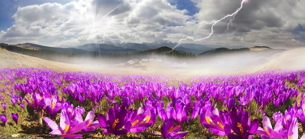 Lente bloemen Krokussen — Stockfoto