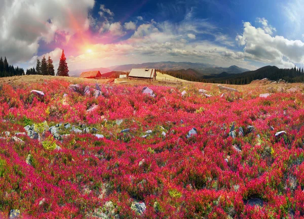 Alpesi ősz-Gorgany — Stock Fotó