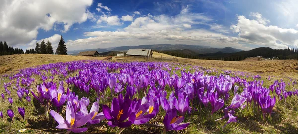 Vårblommor krokusar — Stockfoto