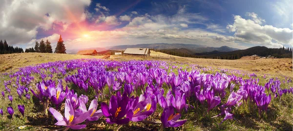 Bahar çiçekleri çiğdemler — Stok fotoğraf