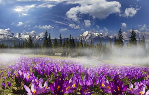 Belas flores da primavera crocos — Fotografia de Stock
