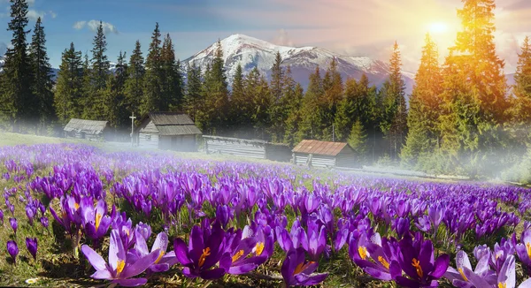 Красиві весняні квіти крокуси — стокове фото