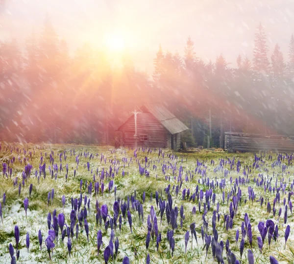 Lente bloemen Krokussen in blizzard — Stockfoto